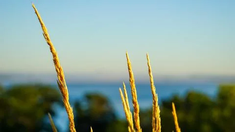 Not wheat Foto stock