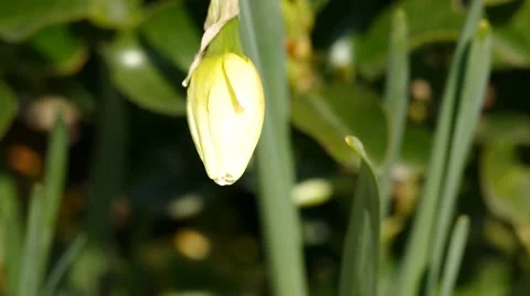 Not Yet Bloomed White Flower In The Wind Stock Footage 48436505