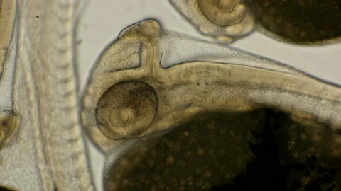 Not yet fully formed fish embryo, under a microscope Stock Footage 97763065
