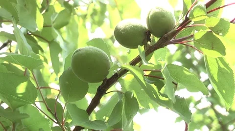 Not yet ripe apricots. Stock Footage 6320965
