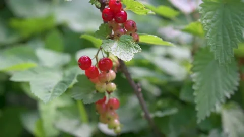 Not yet ripe red currants on the bush in close-up Stock Footage 133218401