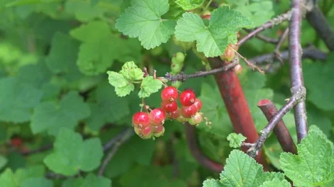 Not yet ripe red currants on the bush in close-up 2 Stock Footage 133218425