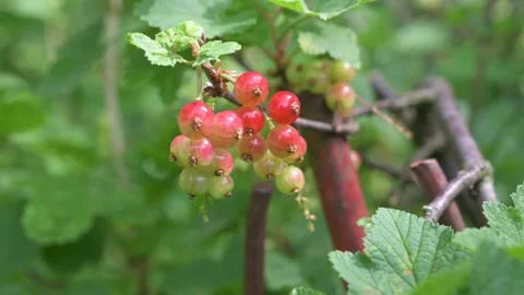 Not yet ripe red currants on the bush in close-up 3 Stock Footage 133218436