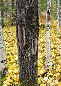 Notch on the stem of aspen tree Foto stock