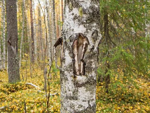 Notch on the stem of tree birch Stock Photos
