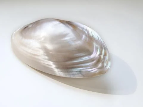 Notched pearl shell Stock Photos