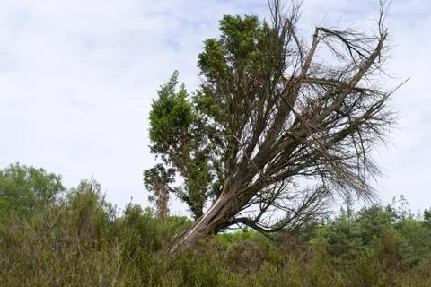 Notdeadyet Stock Photos