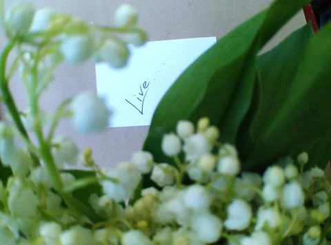 Note with text on white paper and blurred bouquet of lilies of the valley Stock Photos