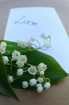Note with text on white paper and a small bouquet of lilies of the valley Stock Photos
