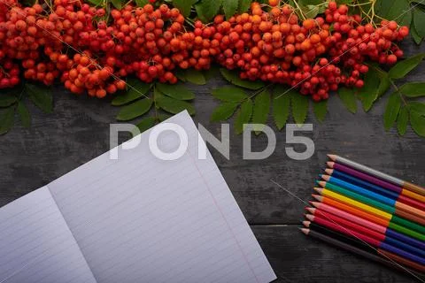 Notebook, colored pencils and mountain ash on the table Stock Photos