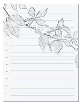 Notebook sheet in ruler with black-white pencil drawing of virginia creeper l Stock Photos