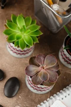 Notepad and succulents on the table. Stock Photos