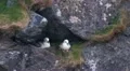 Nothern Fulmar Vídeos en HD