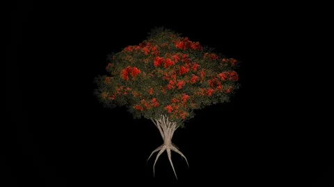 Nothern Rata Tree Stock Footage 88433981