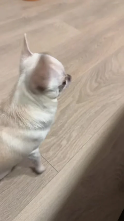 Nothing Slows This Pup Down, Monza, Italy - 12 Nov 2024 Video stock 297714393