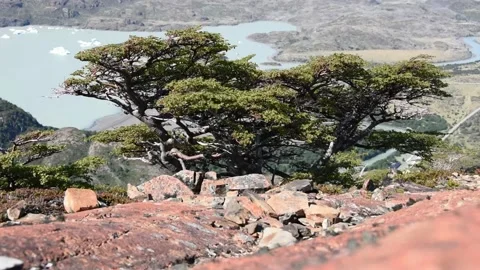 Nothofagus southern beech tree against lago grey, southern Chile Stock Footage 133819325