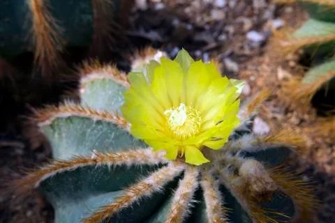 Notocactus flower Foto stock