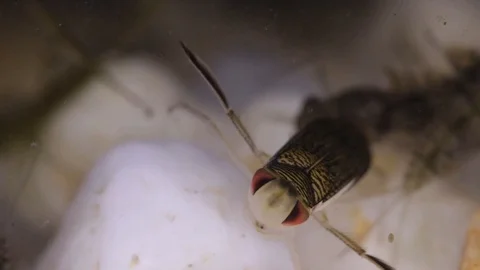 Notonecta and Mayfly larvae the bottom of a pond Vídeos de archivo 96766302
