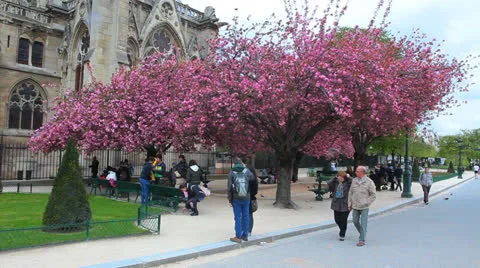 Notre Dame Cathedral, Beautiful Spring Day. Paris, France Stock Footage 25570982