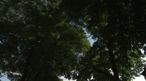 Notre Dame Through Trees Stock Footage 52817009