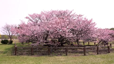 Notsuke Cherry Blossoms Video stock 332306591