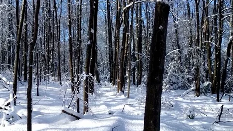 Nottawasaga bluffs Stock Footage 105188682