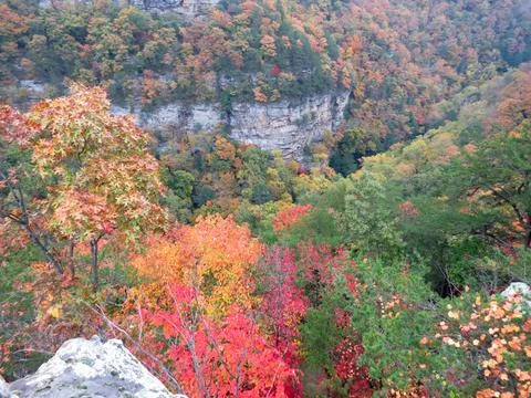 Notthing but trees Stock Photos