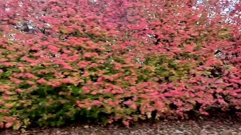 Nov. 3, 2025: Fall driving plate, 24 Frames per second (1 minute total) Stock Footage 320469584