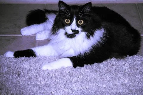 Nova the cat Foto stock