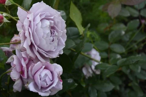 Novalis floribunda rose Stock Photos