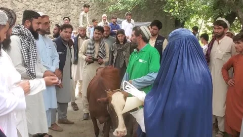 NOVE Foundation distributes dairy cows to 178 widows in Afghanistan, NANGARHAR,  Vídeo Stock 312827112