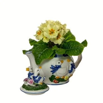 Novelty bird pattern Tea Pot with pale yellow Primula flower isolated again.. Stock Photos
