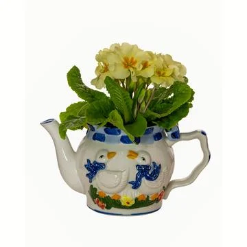 Novelty bird pattern Tea Pot with pale yellow Primula flower isolated again.. Stock Photos