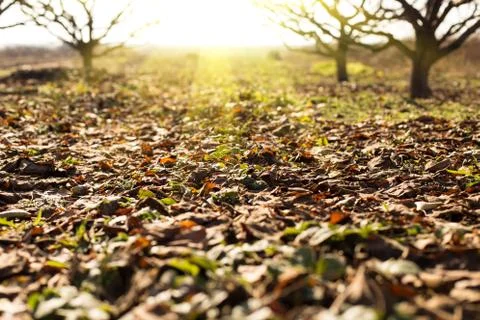 November on the caledar Stock Photos