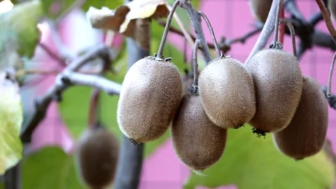 November, Kiwi fruit 库存影片 74629088