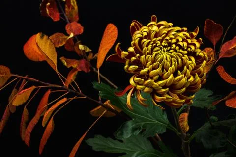 November Stock Photos