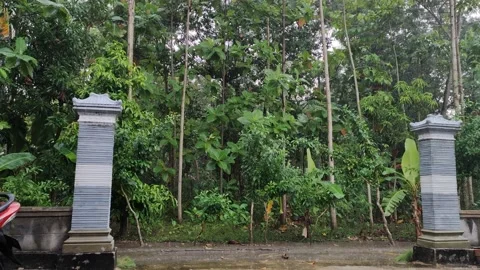 November Rain Video stock 221164072