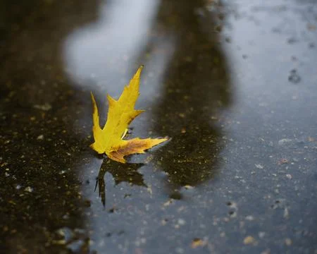 November rain. Small puddle with maple leaf and reflections Stock Photos