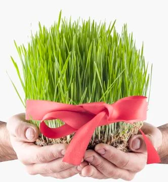 Novruz grass Stock Photos