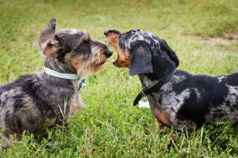 "Now I will bite your nose!" Stock Photos