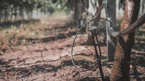 Nozzle drip irrigation system watering trees Stock Photos