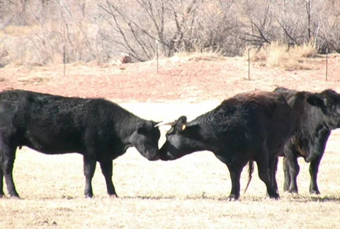 NTSC: Affectionate Cattle Stock Footage 97442