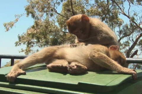NTSC: Barbary apes Stock Footage 419206
