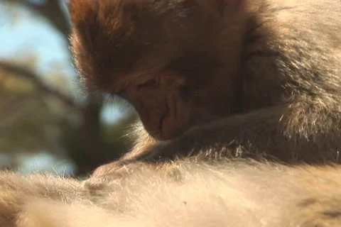 NTSC: Barbary apes Stock Footage 419209