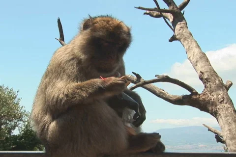 NTSC: Barbary apes Stock Footage 419226