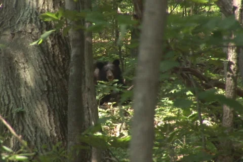 NTSC bear looking Stock Footage 92536