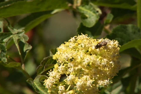 NTSC: bee on a yellow flower Stock Footage 93948
