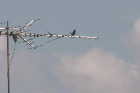 NTSC Bird on antenna Stock Footage 92538