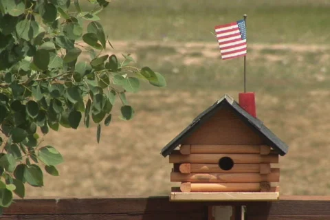 NTSC bird in house Stock Footage 92898