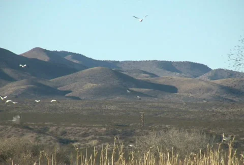 NTSC: Birds at Bosque del Apache Stock Footage 93884